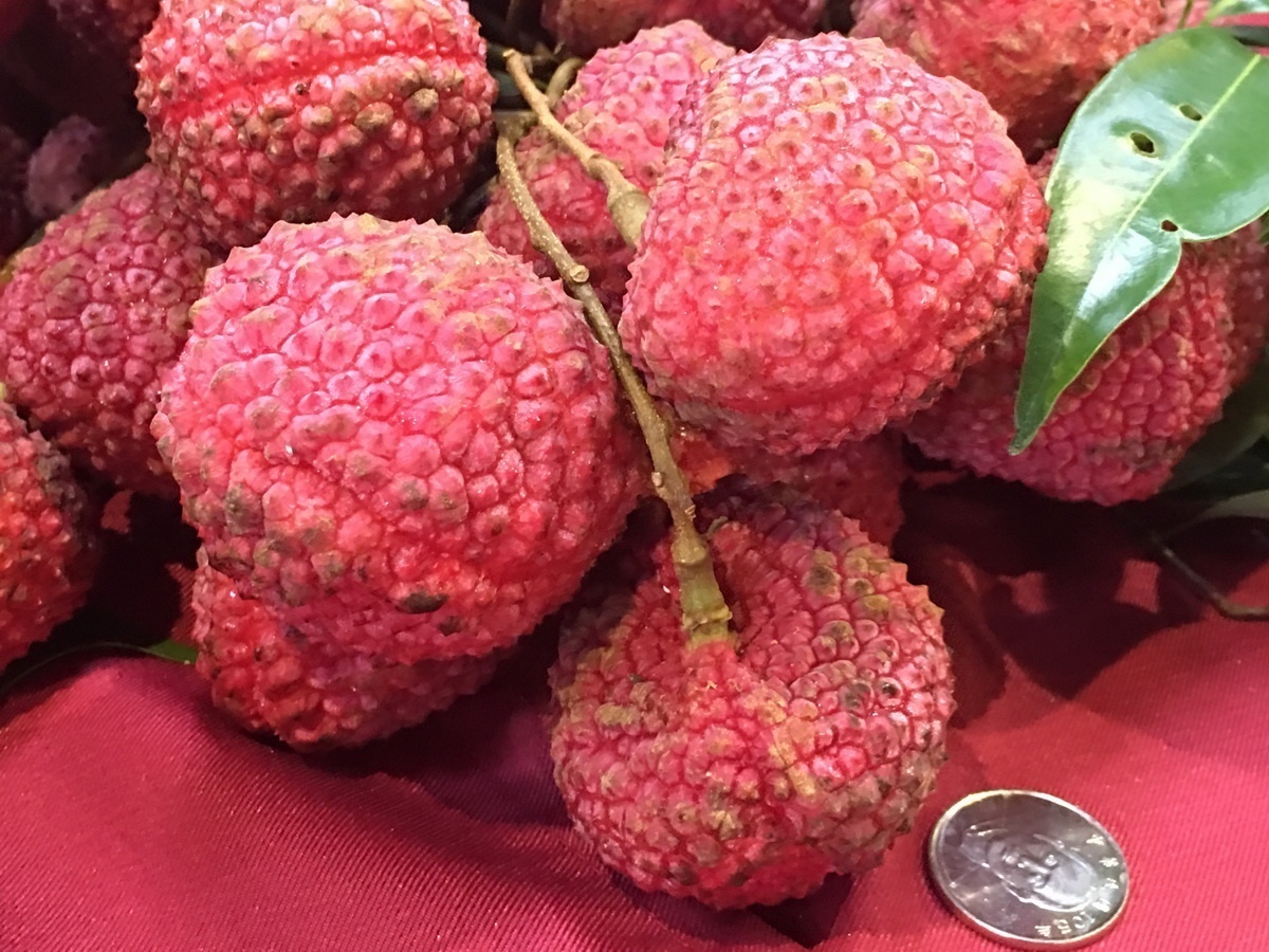丁香荔枝果粒飽滿肉質細緻。(記者扶小萍攝)