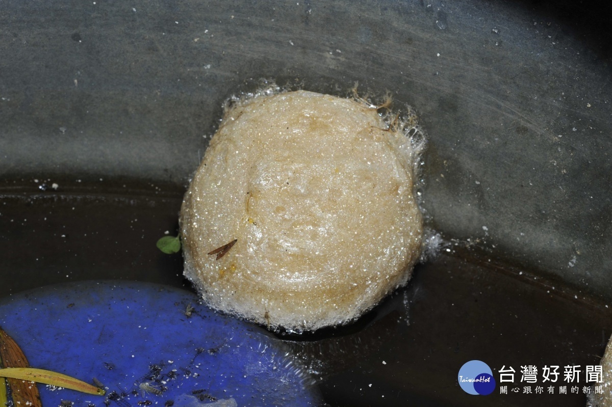 斑腿樹蛙卵泡常黏著於植物或容器上,隨園藝植栽擴散至其他地方(圖/台北市動保處提供)