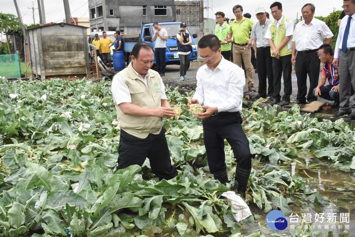 農委會主委林聰賢今日上午南下福興鄉勘查農損，檢視花椰菜狀況與農民對話。