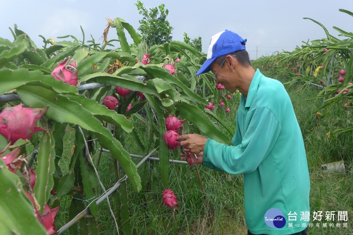 周韋全用自然生態法種植的三分多地火龍果園。