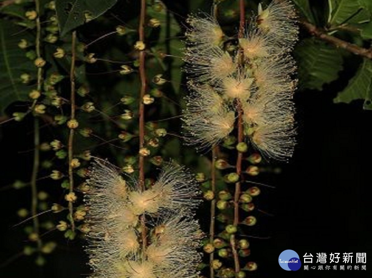 穗花棋盤腳開花,雄蕊多達數百枚(圖/台北市政府提供)