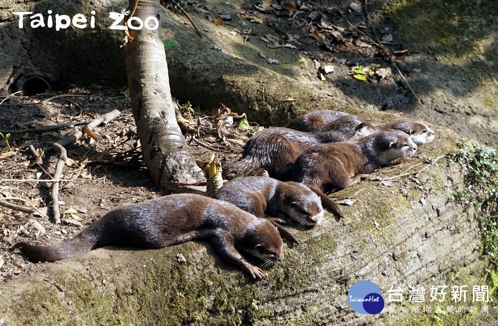 溫帶動物區的小爪水獺家族向來擁有超高人氣，每每吸引許多粉絲不遠千里，只為看看牠們可愛Q萌的身影。