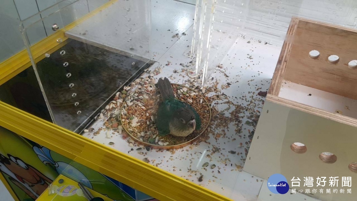 呂先生表示臨時找不到籠子,把機台內物品移開,關掉電源,將鳥暫時安置在裡面。