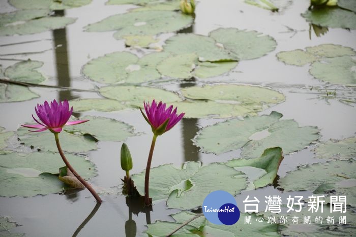 觀音區2018桃園蓮花季。