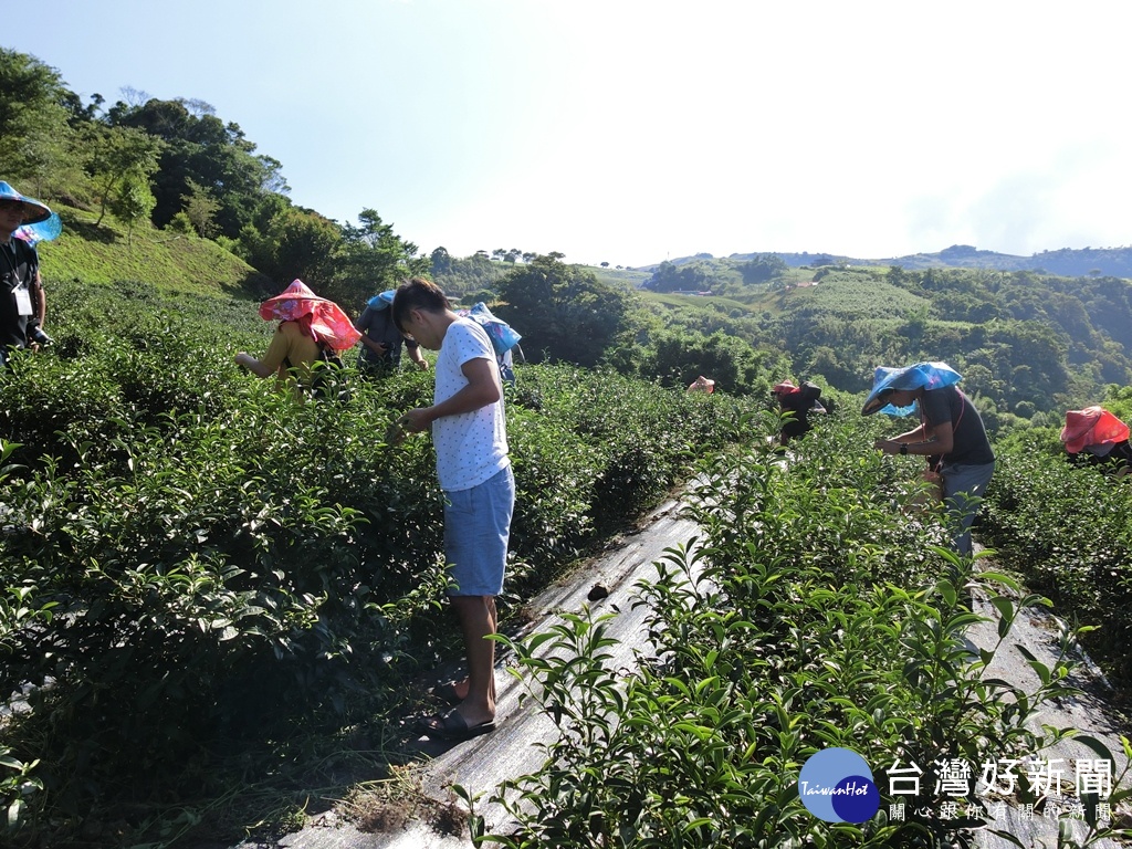 配合金針花季農會結合在地農民的有機茶園採茶體驗。（圖／記者王丰禾攝）