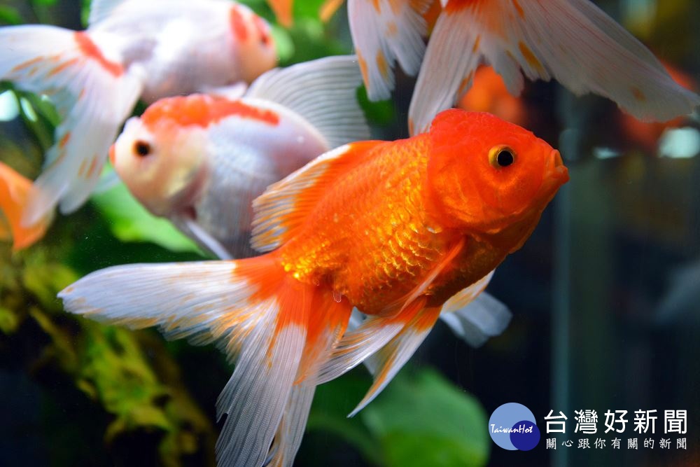 觀賞魚推廣國際交流賽 百隻美魚爭豔屏東