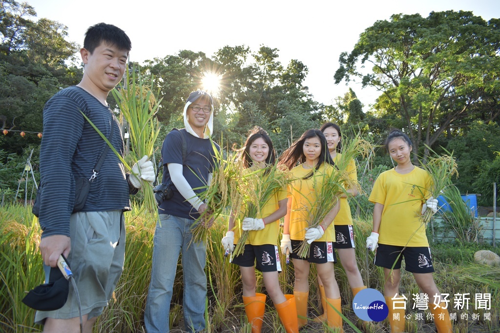 武陵高中學生今年3月參與中原大學在霄裡舉行的插秧活動，暑假回來收割自己種的稻子