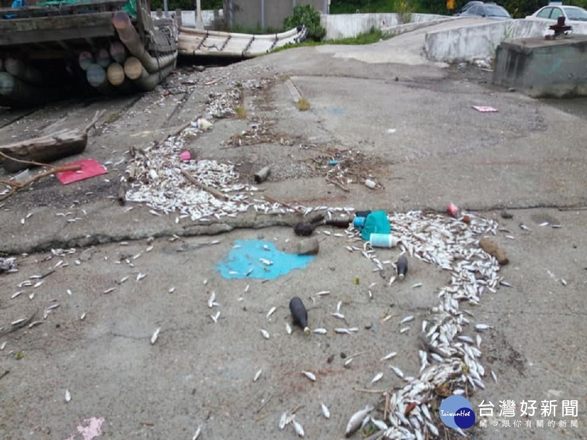 王功漁港魚屍遍佈碼頭 魚屍腐爛發臭嚇走賞景遊客