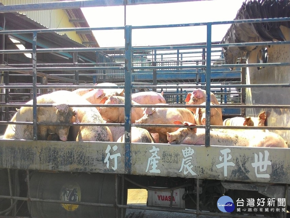 七月普渡旺季 產地毛豬行情偏高豬源充裕