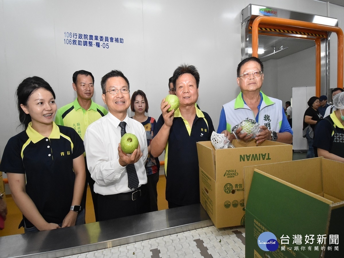 第一家番石榴外銷至加拿大 青信果菜合作社創造農民收益