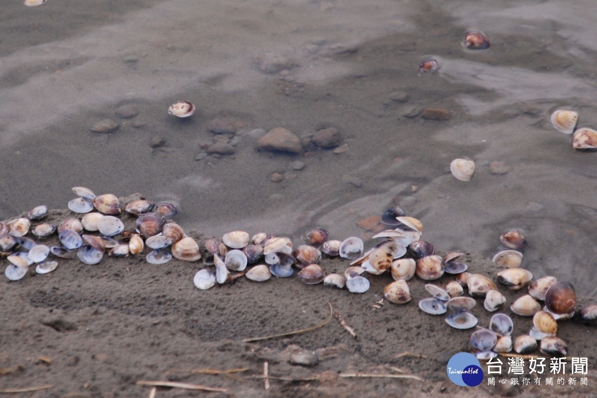 台南沿海養殖的文蛤大量浮屍岸邊。(圖/記者黃芳祿攝)