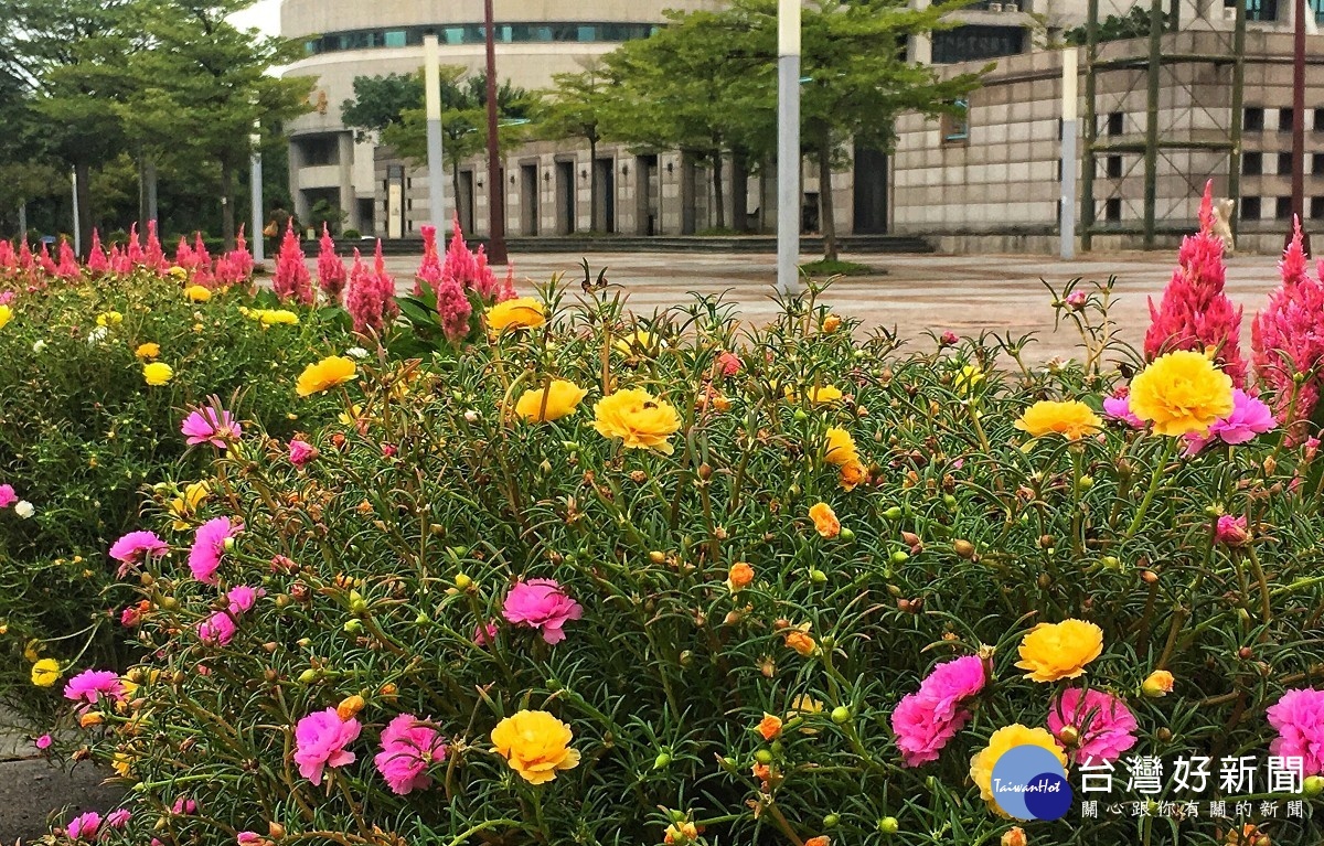 重瓣松葉牡丹花色豐富，有白、杏、粉紅、桃、紫、橙、黃等