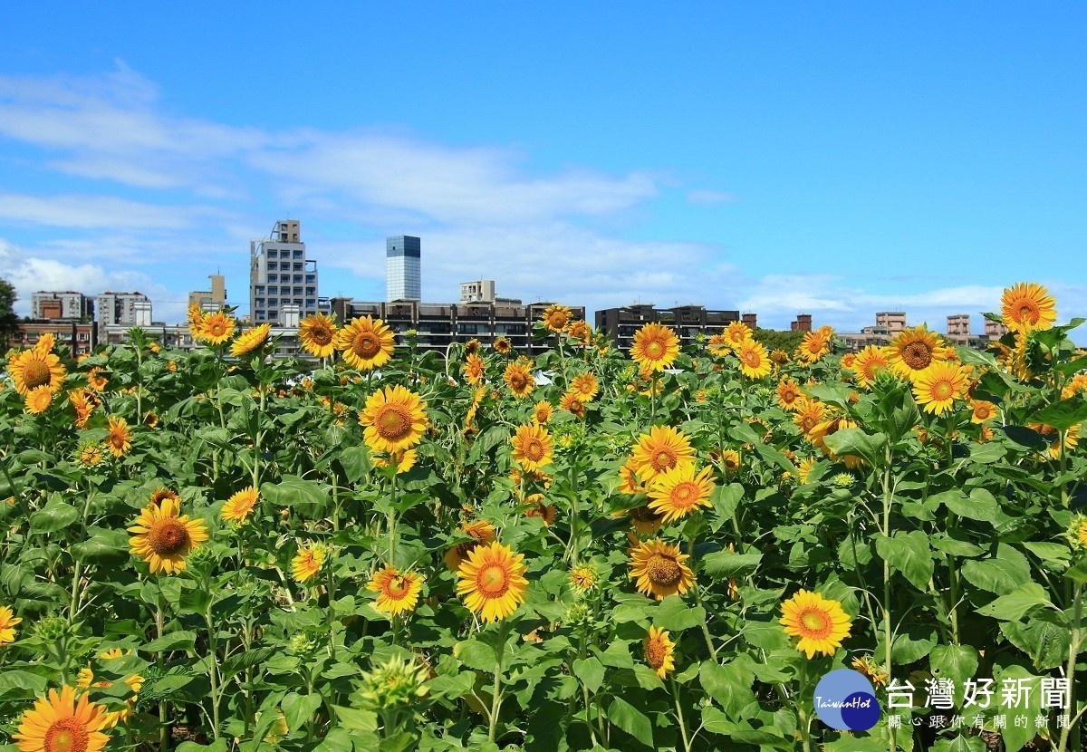 彩虹河濱將可望成為熱門拍照打卡景點(圖/台北市水利處提供)