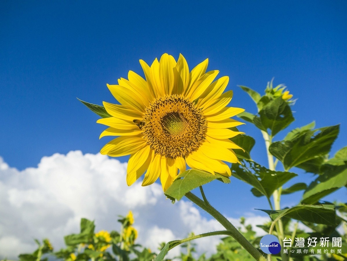 明亮金黃的花朵總是面向太陽旋轉(圖/台北市水利處提供)