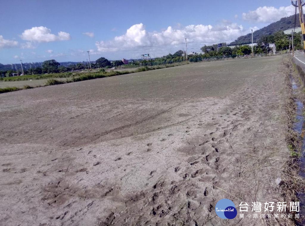 大溪花彩節將展開,目前田間已整理完成,並撒下種子,預計十一月初即會開得相當漂亮。