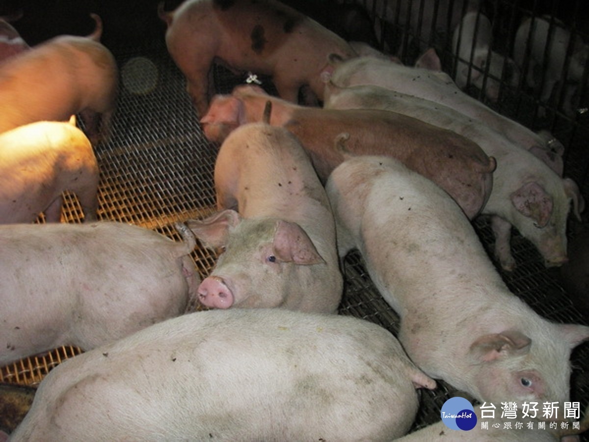 秋節烤肉產地毛豬回穩 供應量充足民眾大可放心