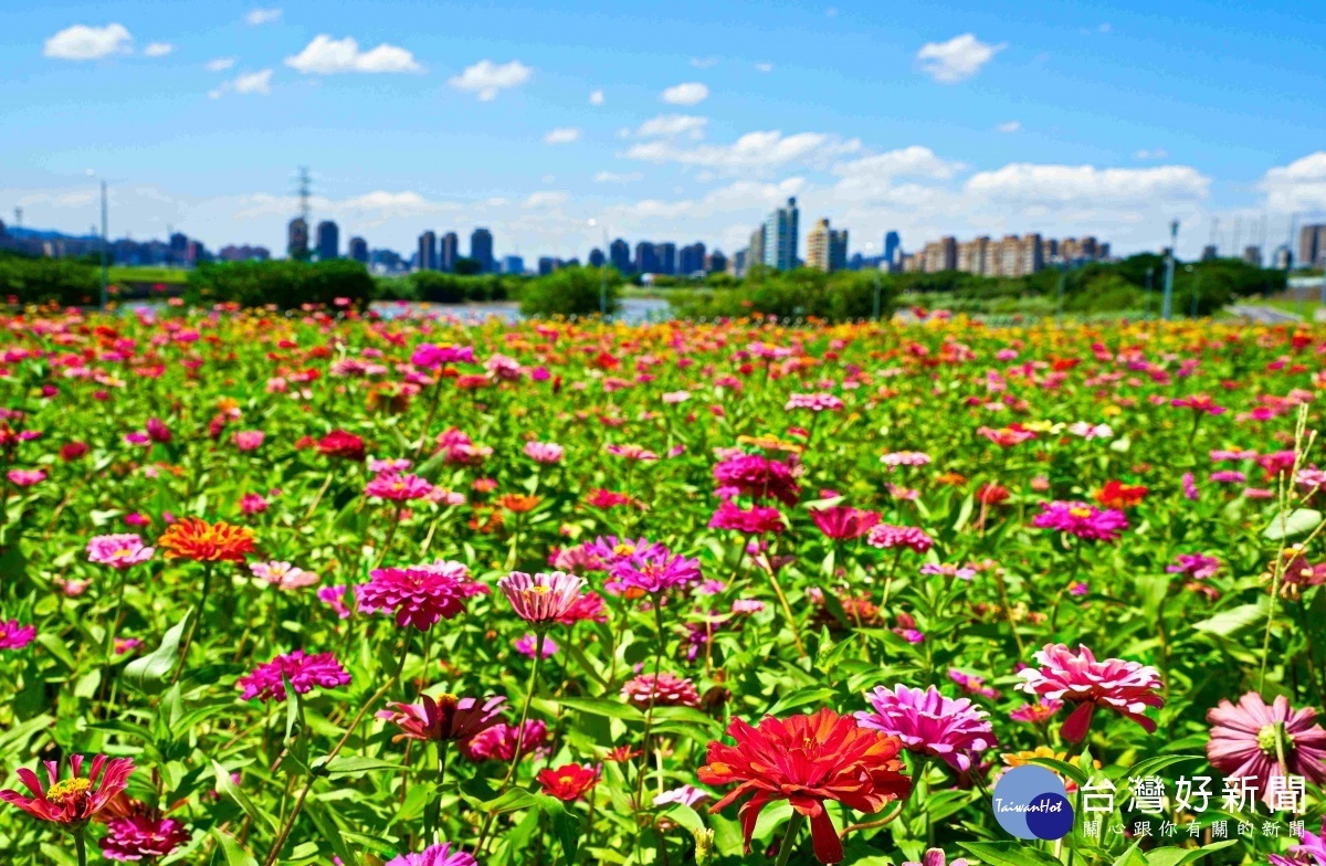 中正河濱花海花期到10月底（圖／台北市水利處提供）