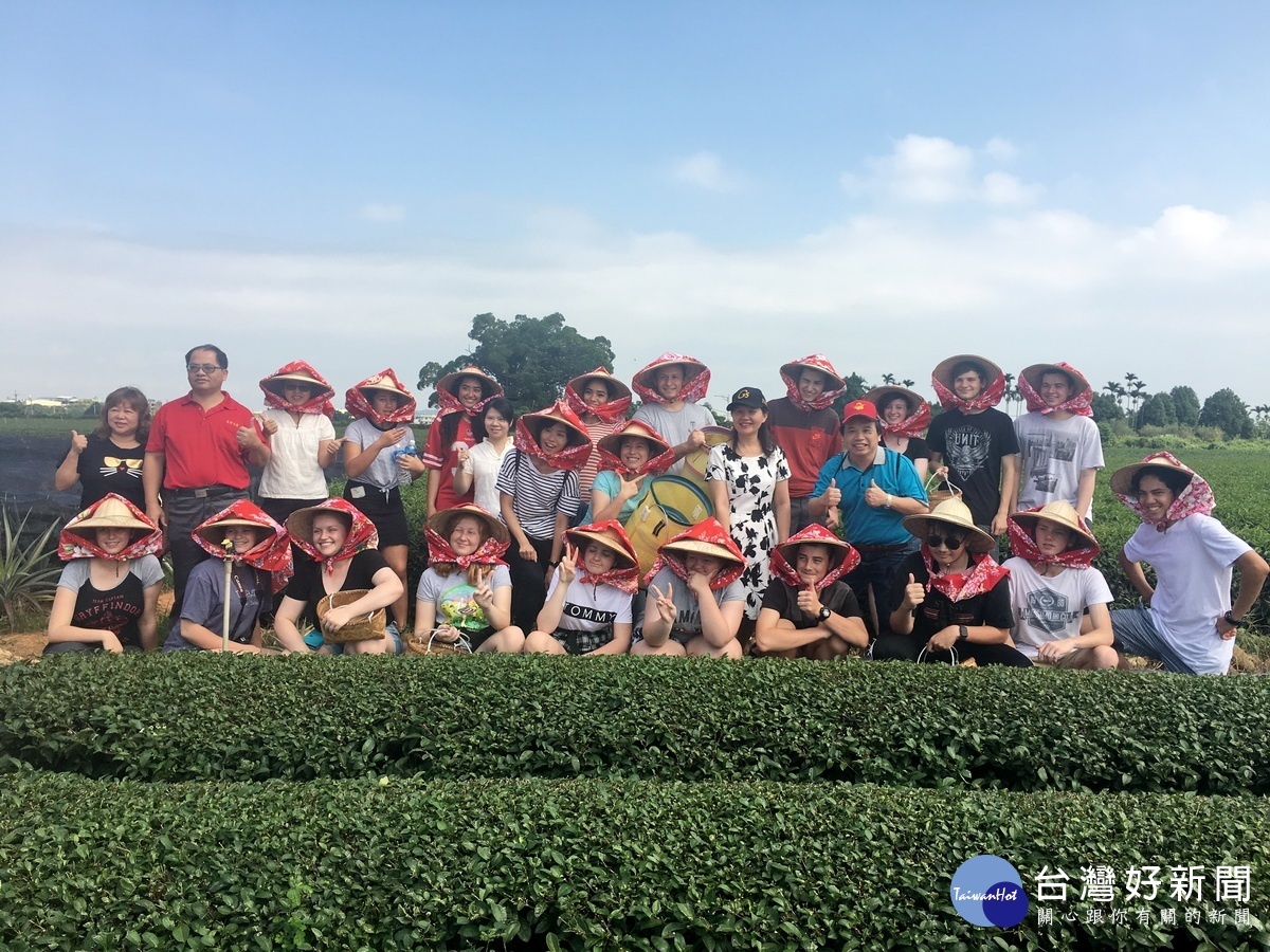 外籍學生到茶鄉學採茶,十分吸引人。(記者扶小萍攝)