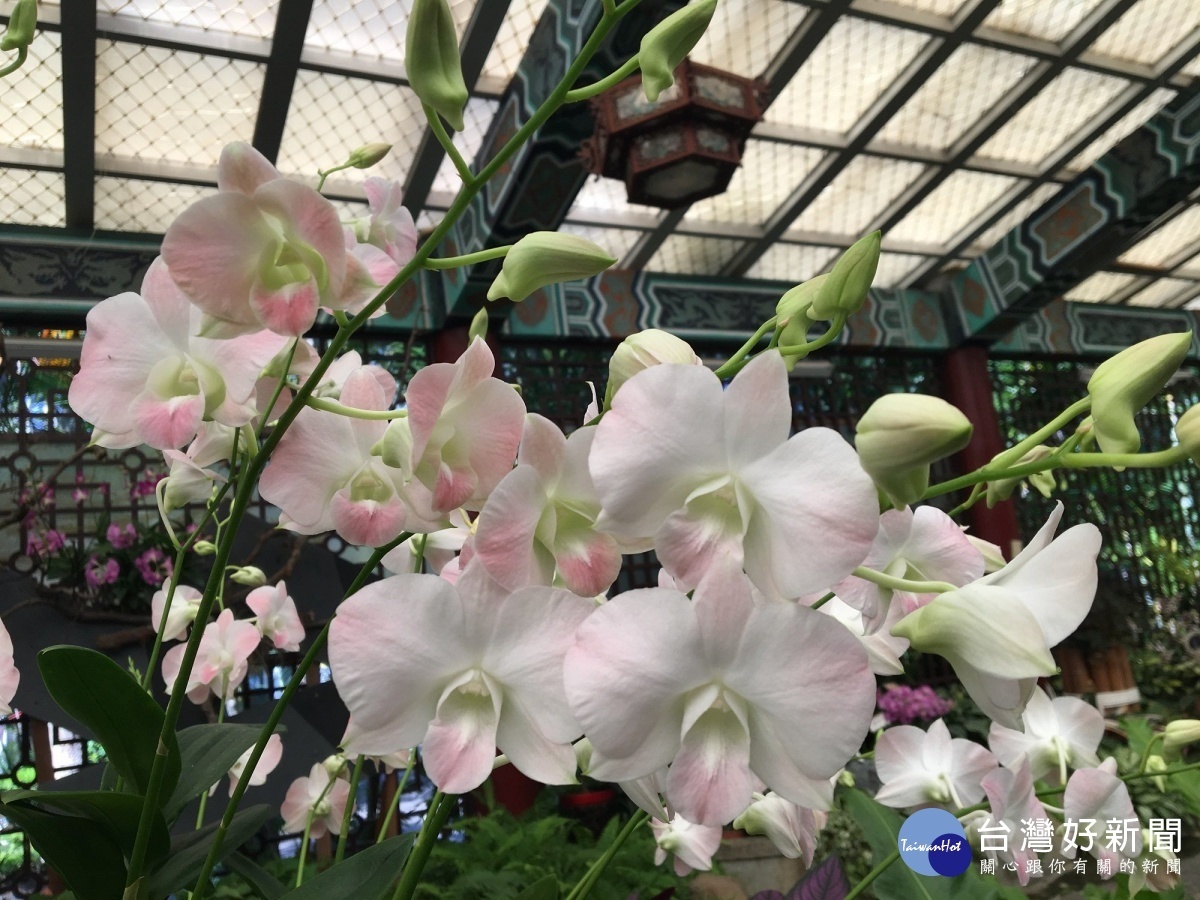 「白雪石斛蘭」像個白色的小天使(圖/台北市政府公園處提供)