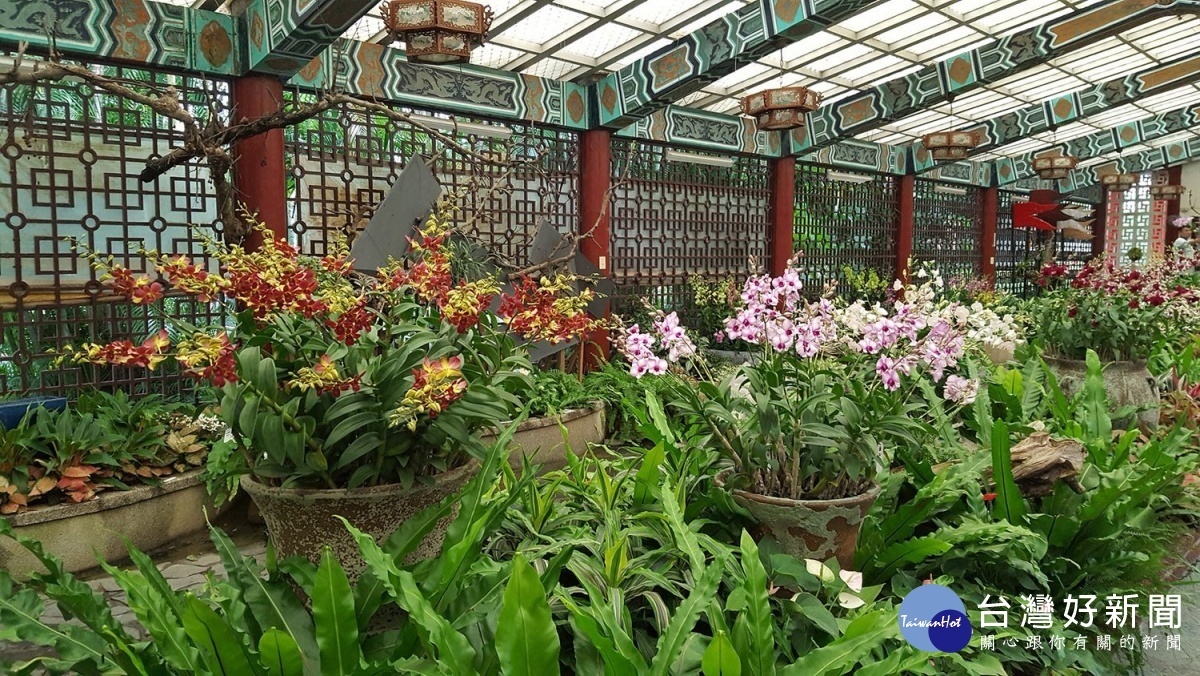 色彩豐富的石斛蘭值得民眾來新蘭亭細細品味(圖/台北市政府公園處提供)
