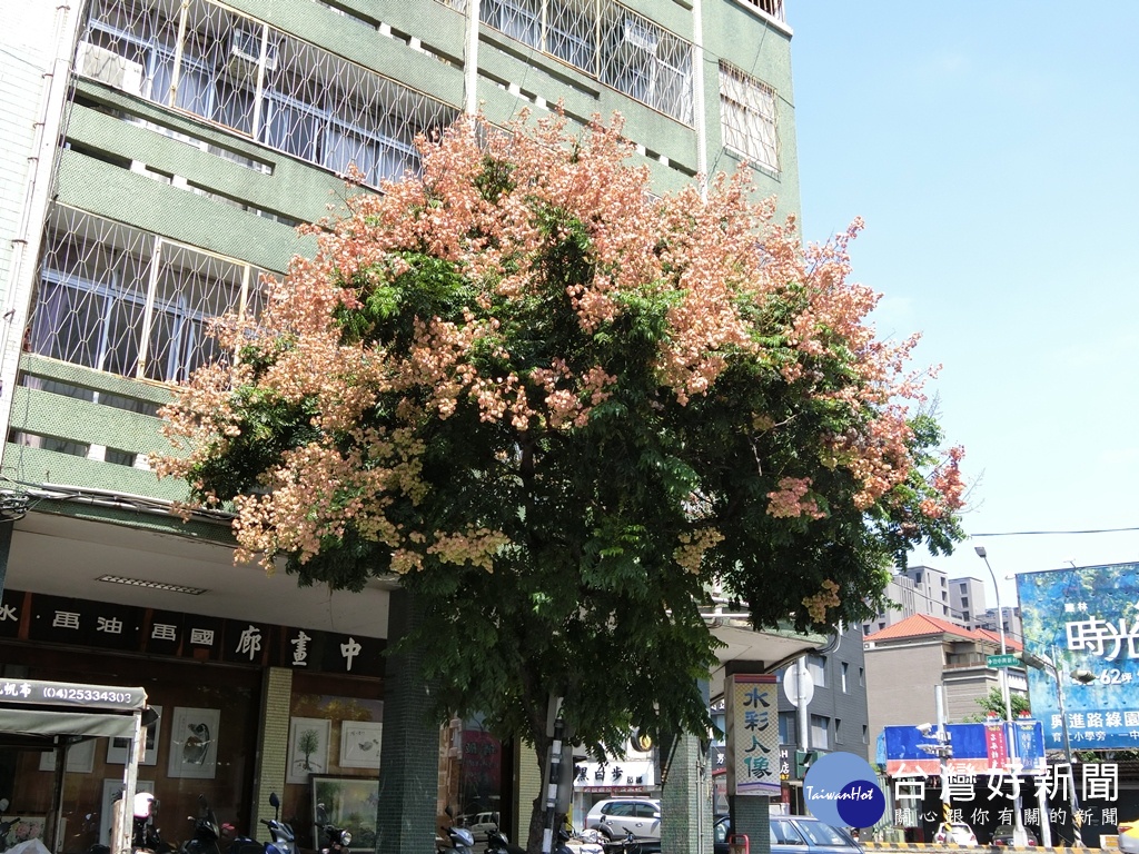 台中市市街的台灣欒樹形成特殊街景。（圖／記者王丰和攝）