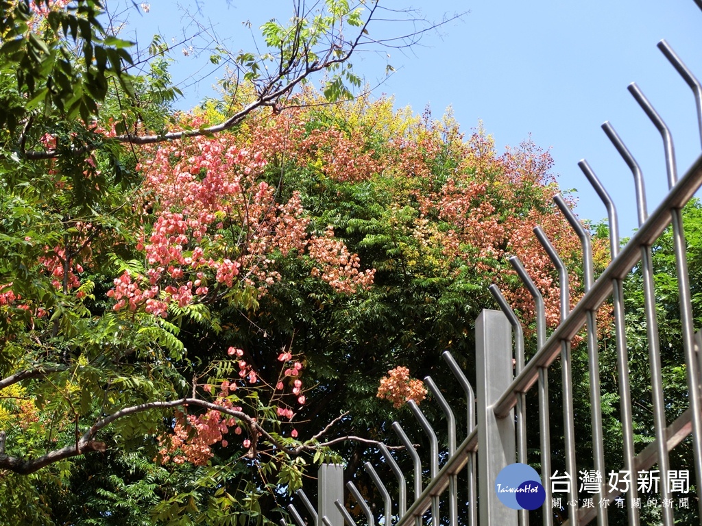 立人國中附近的台灣欒樹，可以感受到四季變化。（圖／記者王丰和攝）