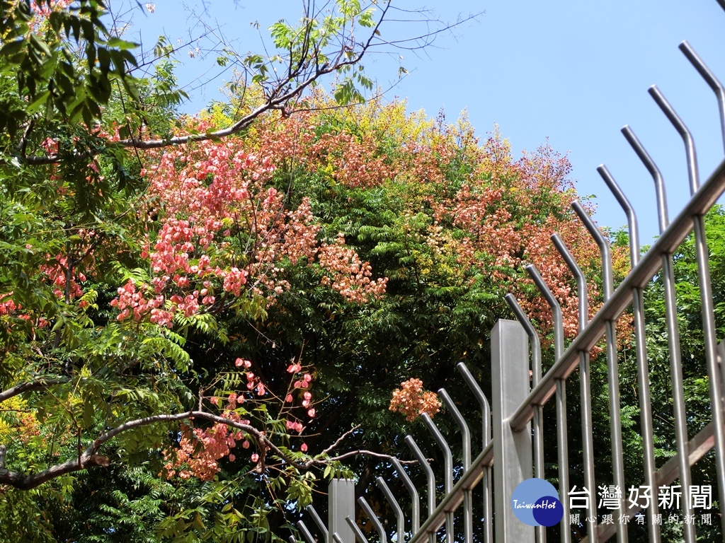 立人國中附近的台灣欒樹,可以感受到四季變化。(圖/記者王丰和攝)