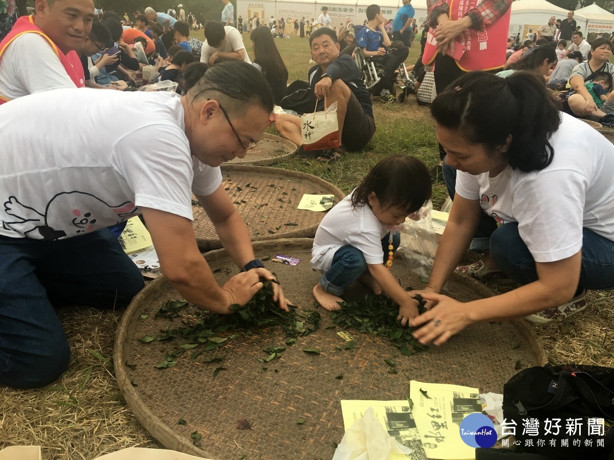 小妹妹忙著幫爸媽收拾揉好的茶。（記者扶小萍攝）