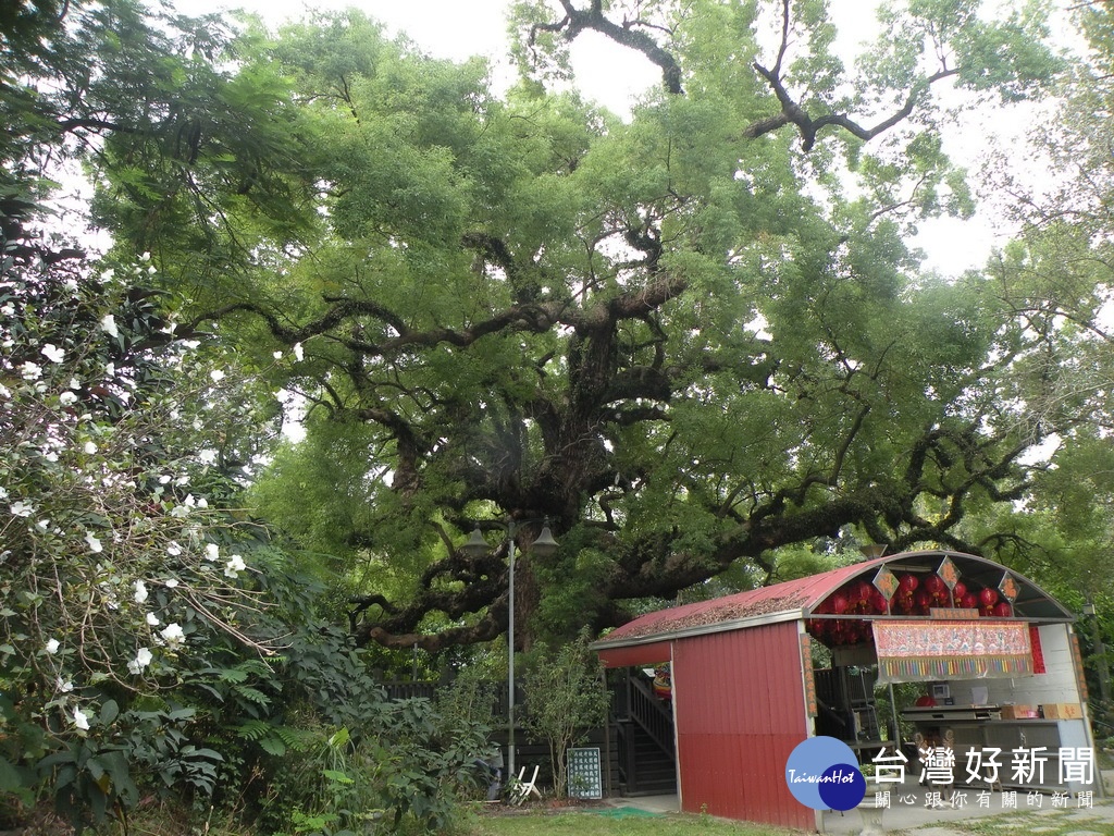 巨大樟樹,樹下有福德祠土地公廟,木棧道和涼椅,是在地居民聊天場所,更是小朋友嬉戲地點(圖/記者林重鎣攝)