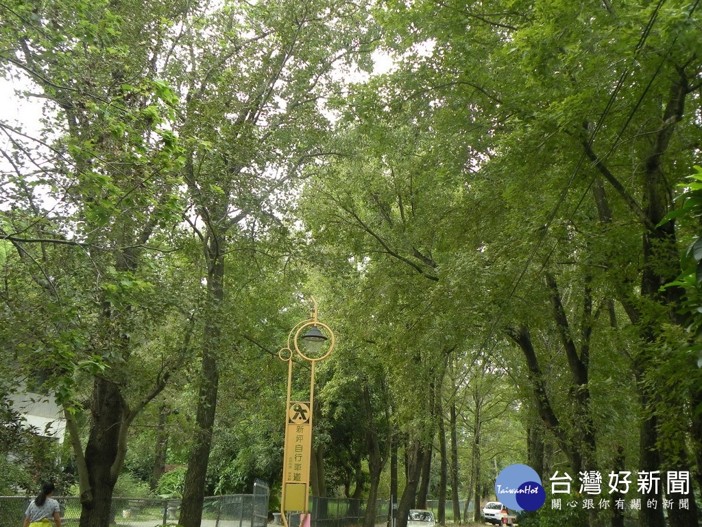 老樟樹附近還有一處楓樹林道,是另一處吸引人的景點。(圖/記者林重鎣攝)