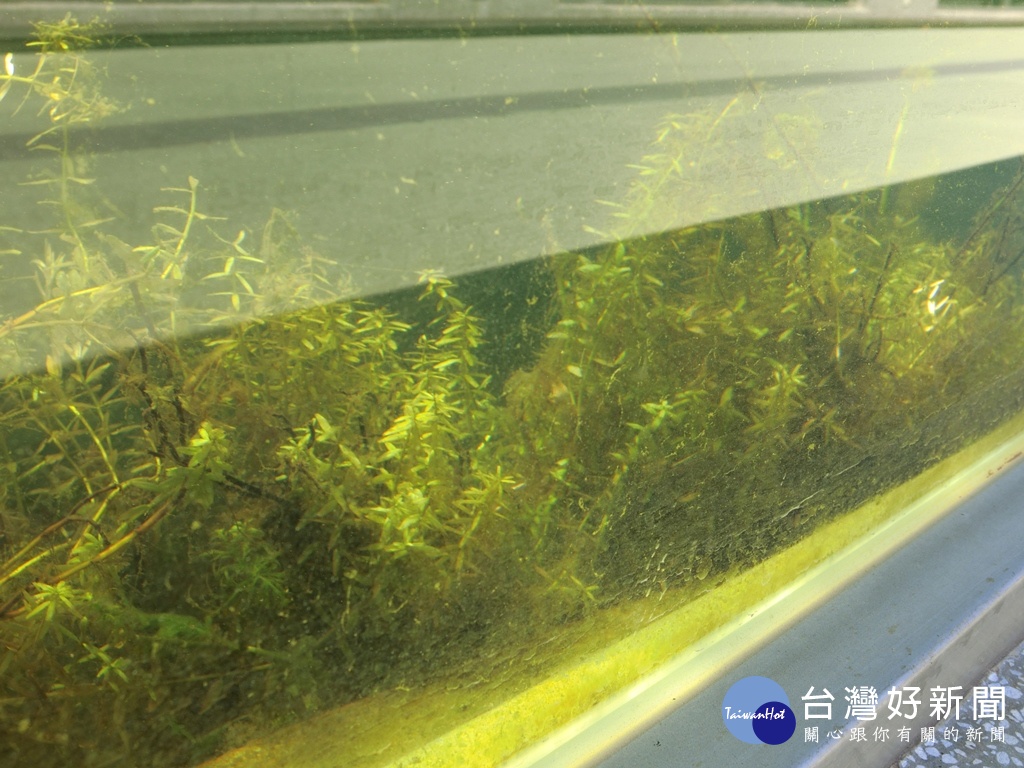 水中漫步的觀景水窗，可以看到水底下的植物樣貌，讓人透過不同的視角欣賞水生植物。（圖/記者王丰和攝）