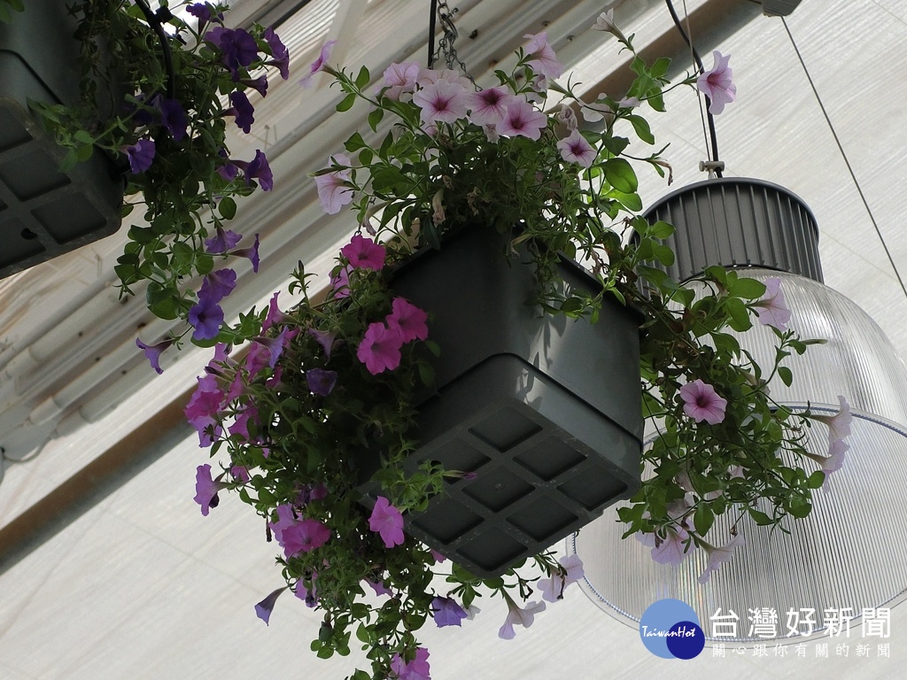 在空中種植花卉,透過電腦化的智慧感控系統讓花草生生不息。(圖/記者王丰和攝)