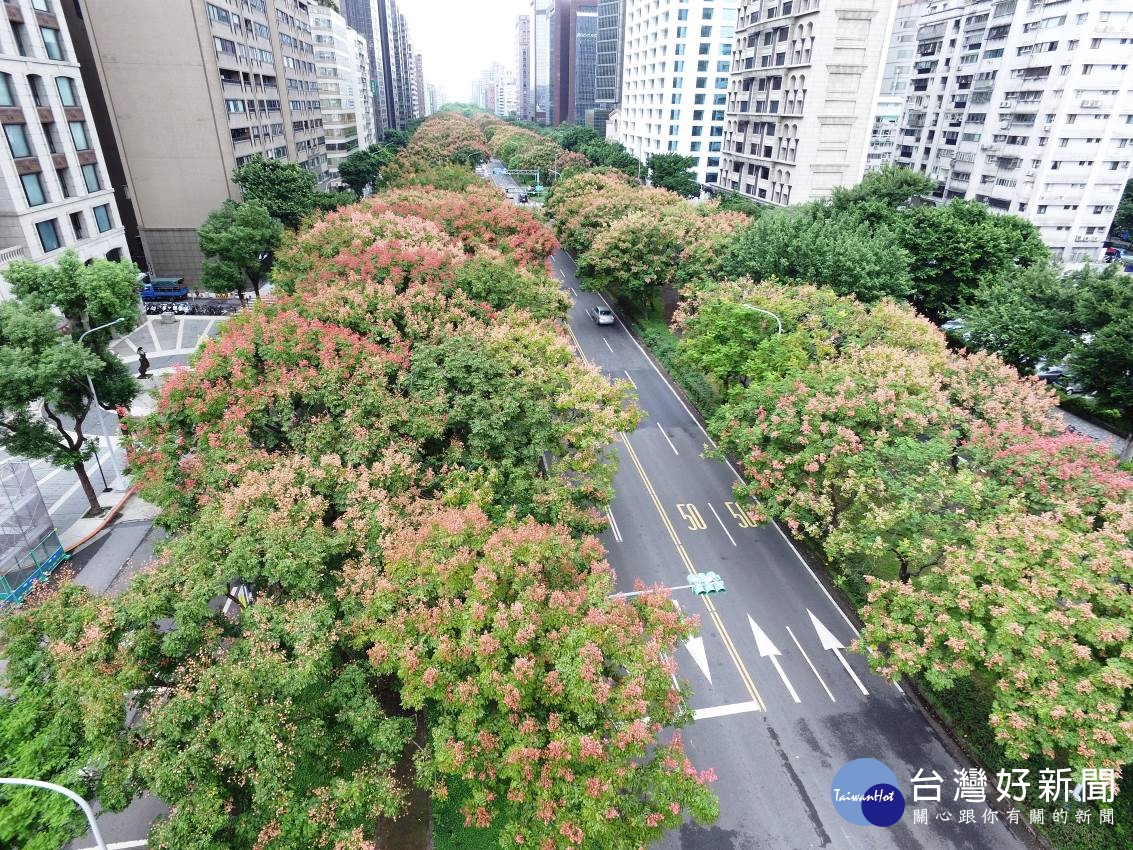 秋風染紅枝梢為敦化南路帶來城市景觀美感