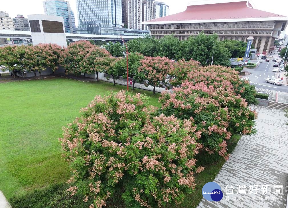 行旅廣場臺灣欒樹成為來往行人專注焦點