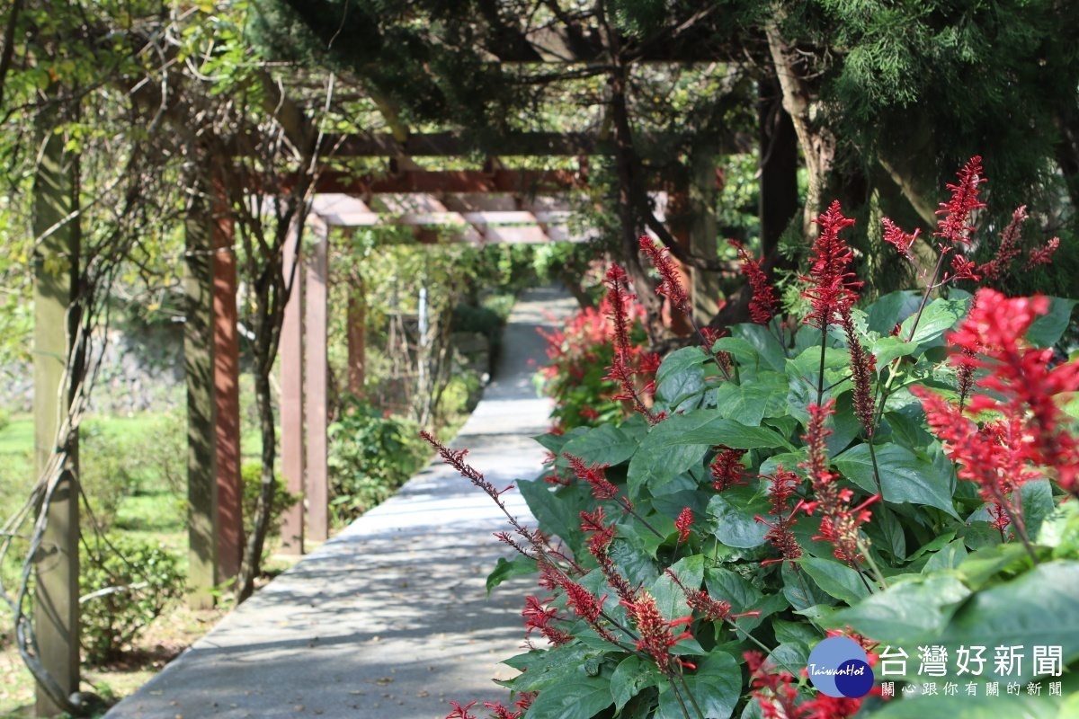 紅樓花開花現況(圖/台北市政府公園處提供)