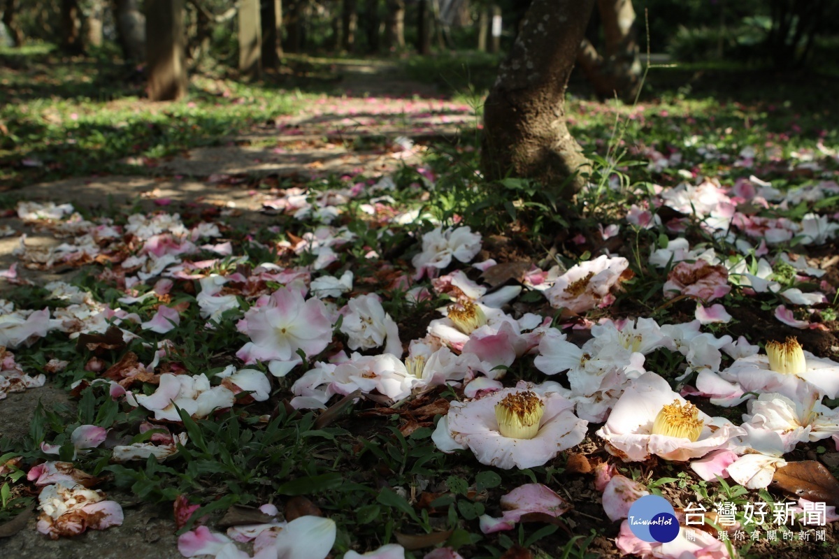 茶梅盛開時，樹下常常有一片美麗的花瓣地毯（圖／台北市政府公園處提供）