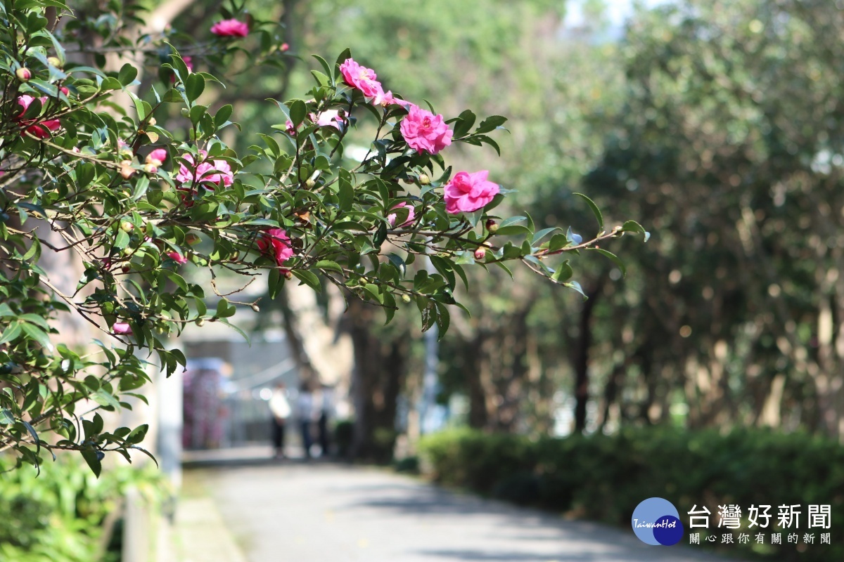 園區茶梅年年都盛開迎賓(圖/台北市政府公園處提供)