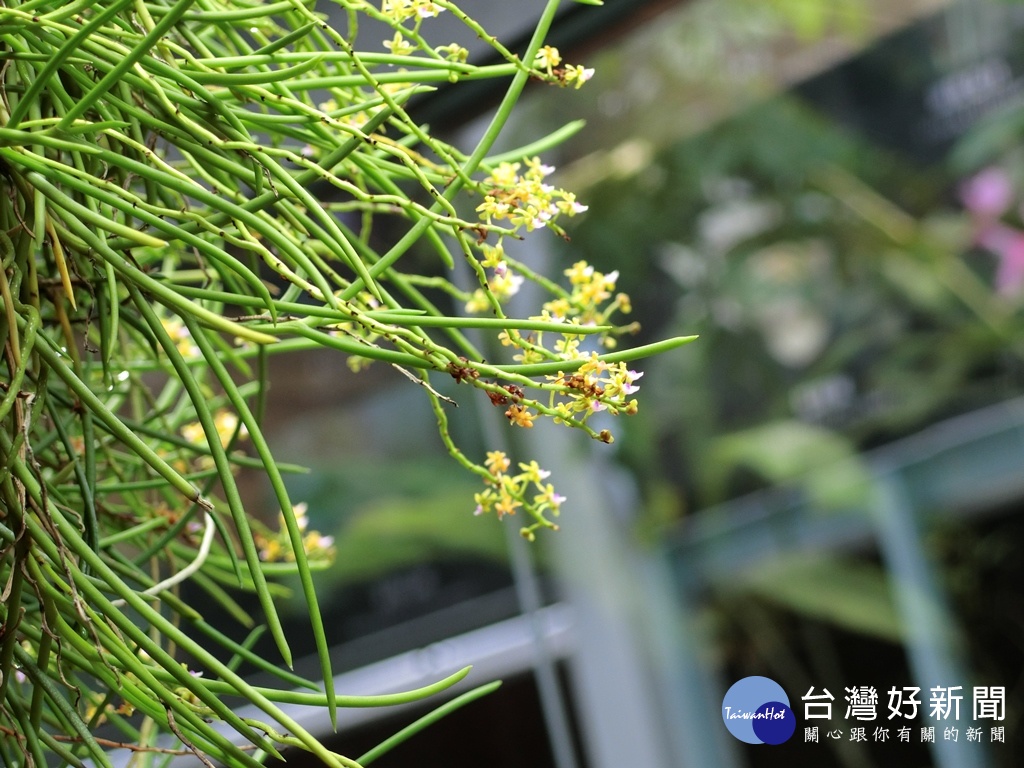 智農館中雲霧裡的蘭花，花徑小到大約只有0.1公分。(圖／記者王丰和攝)