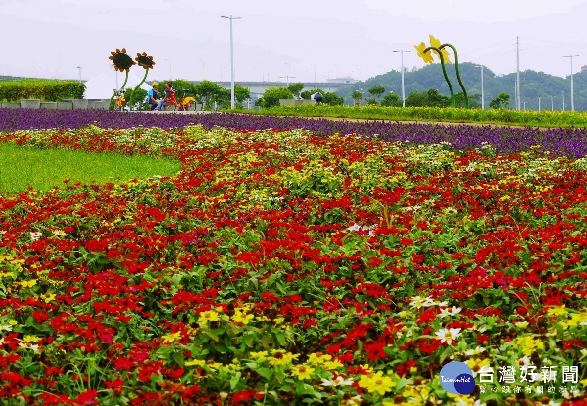 大佳河濱花海花期至12月中(圖/台北市水利處提供)