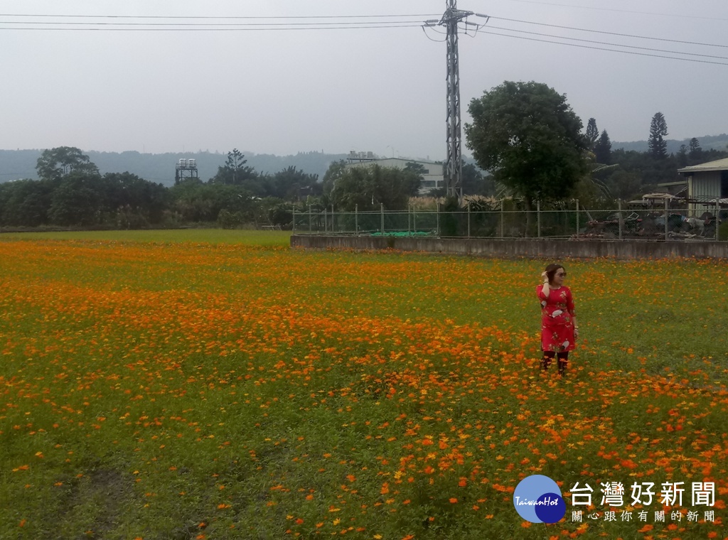 大溪月眉地區各式波斯菊和百日草等相繼開花,吸引許多遊客前往欣賞。