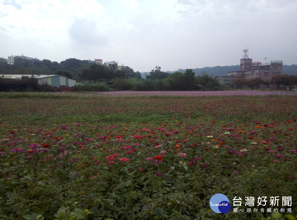 大溪月眉地區各式波斯菊和百日草等相繼開花,吸引許多遊客前往欣賞。