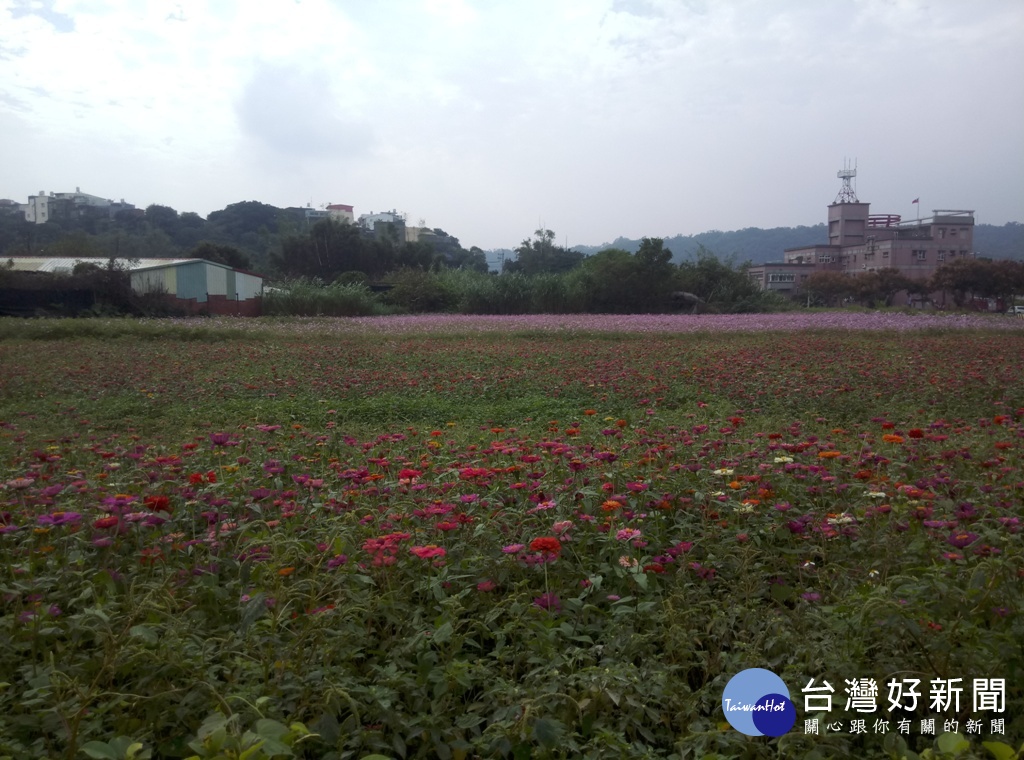 大溪月眉地區各式波斯菊和百日草等相繼開花，吸引許多遊客前往欣賞。