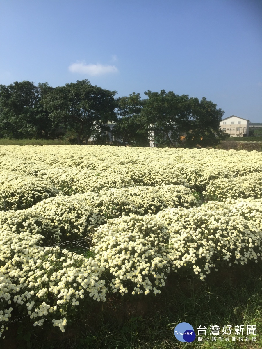 雪白的杭菊宛如片地白雪，歡迎遊客前來銅鑼賞花。