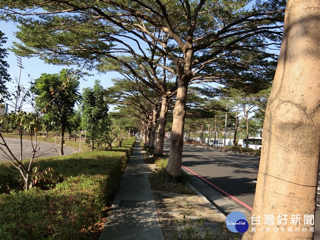 洲際棒球場附近的崇德路三段上小葉欖仁樹形優美,枝幹展開在道路以及人行道上形成特殊綠廊景觀。(圖/記者王丰和攝)