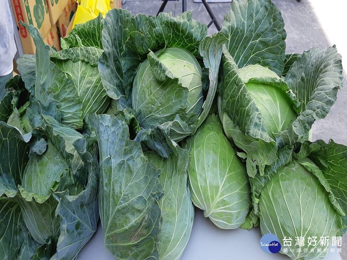 為穩定國內蔬菜價格　農糧署百公噸高麗菜14日裝櫃外銷日本
