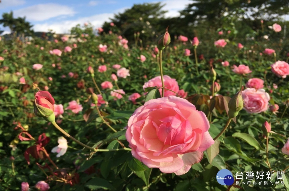 玫瑰品種櫻鏡（圖／台北市公園處提供）