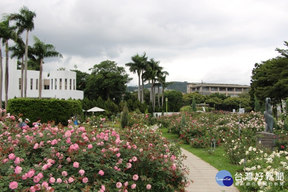 古典玫瑰區-茶玫瑰花海（圖／台北市公園處提供）