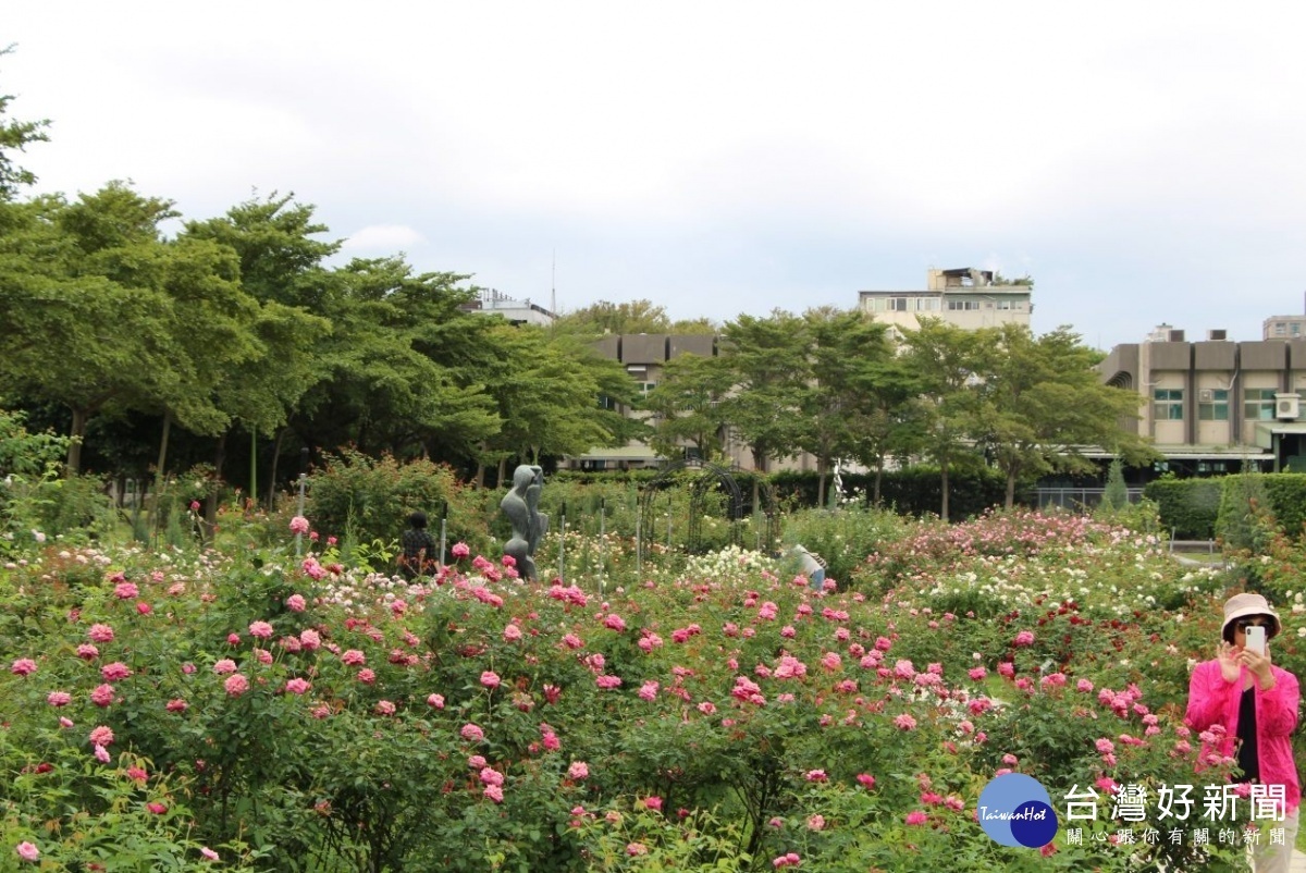 古典玫瑰區-茶玫瑰花海（圖／台北市公園處提供）