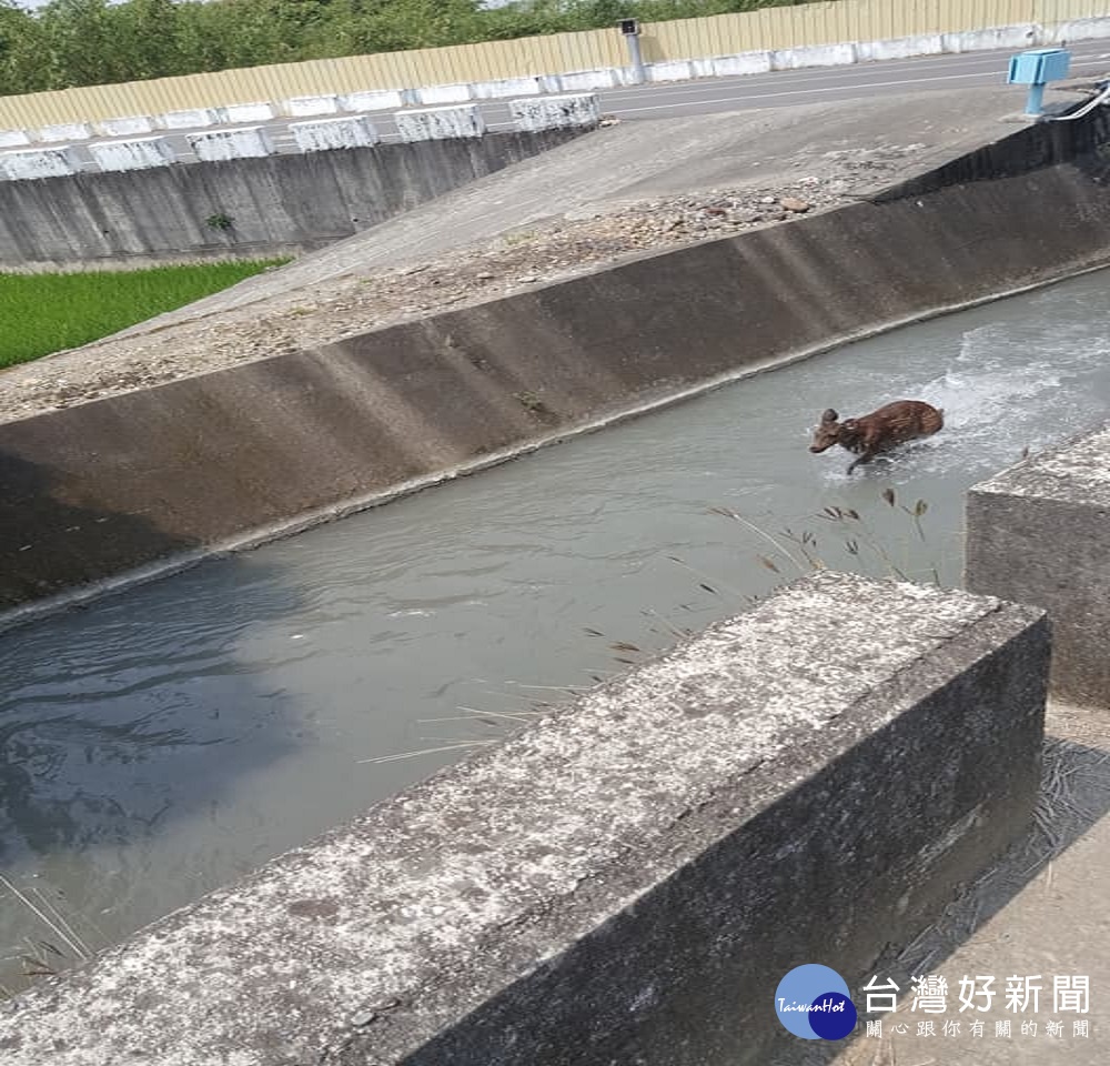 鹿有靈性斷氣百年茄苳樹下? 農民:成了土地公座騎方便巡田水