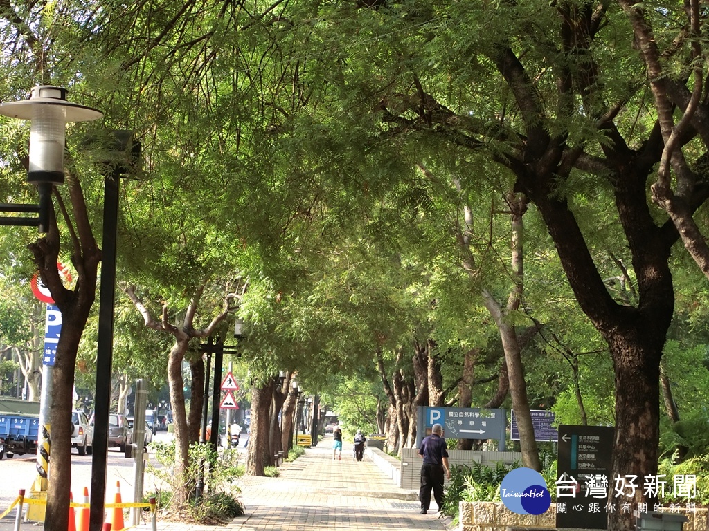 科博館植物園西屯路段人行道上的黃連木形成廊道景觀。(圖/記者王丰和攝)